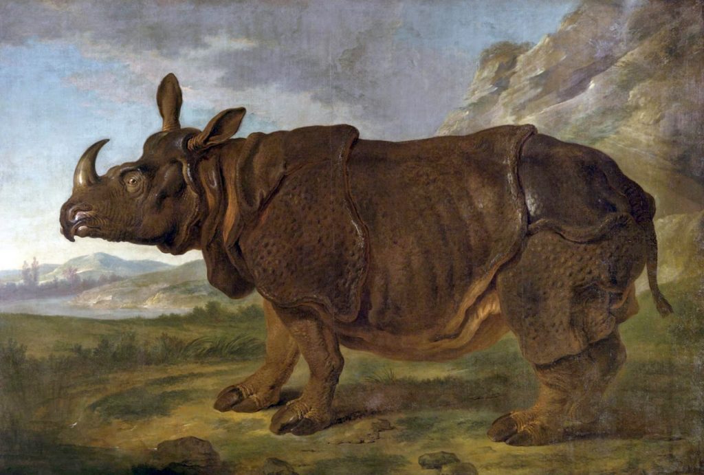 Κλάρα, η ξακουστή ρινόκερος σε πίνακα του 1749