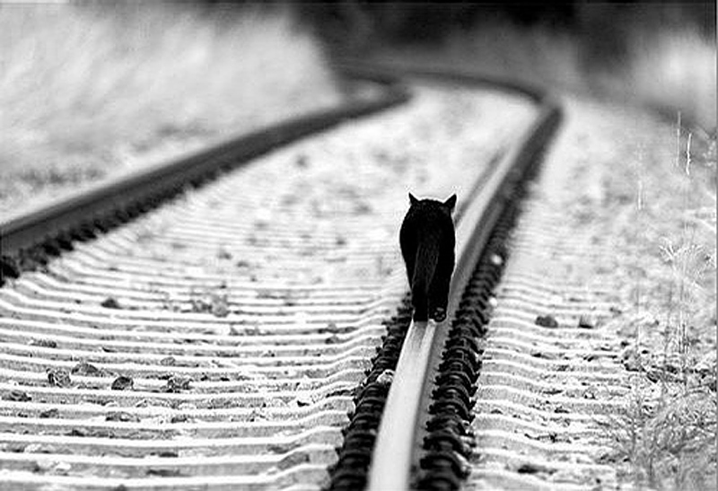 Γάτα σε ράγες τρένου. Περπατώντας μόνος σου.