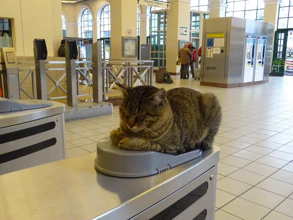 Ο γάτος του σταθμού... και ένα απόσπασμα του Μπόρχες - φωτό και κείμενο από το Φονικό Κουνέλι