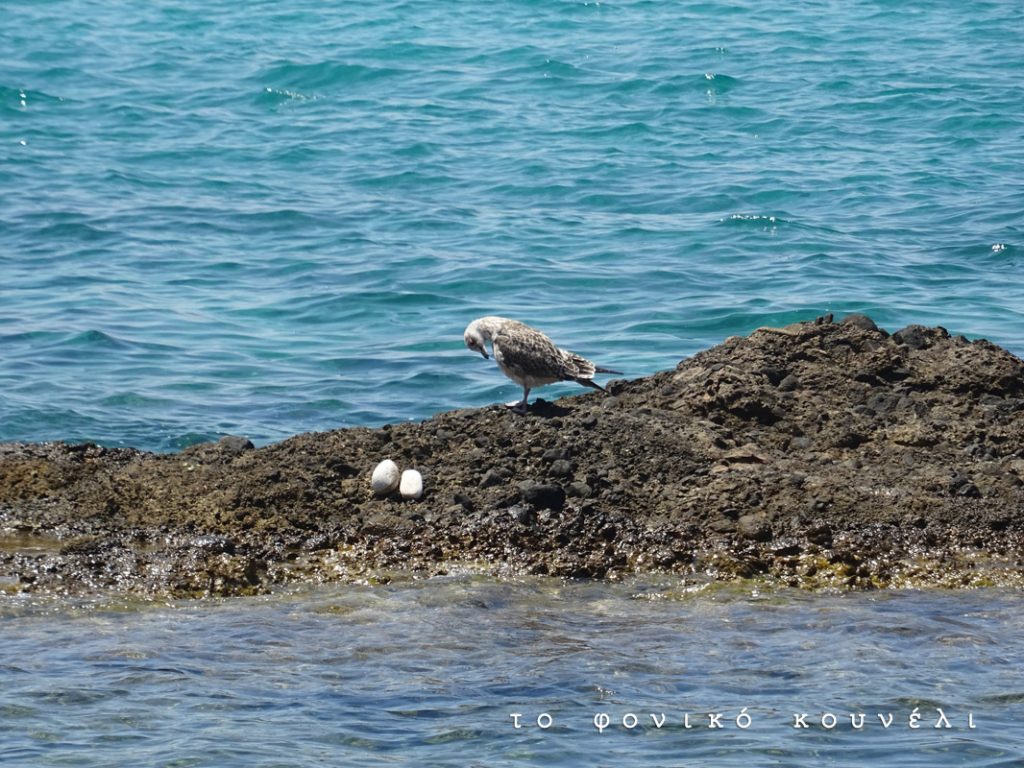 Γλάρος σε παραλία / Seagull in Greece