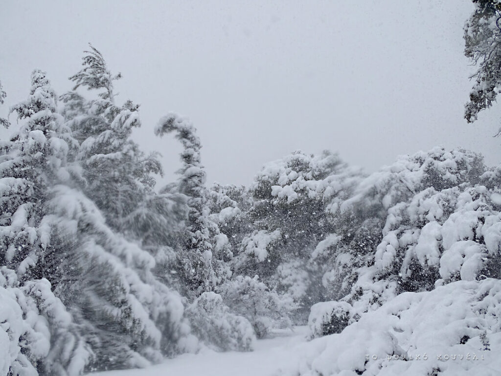 Χιόνια στην Αθήνα, Φλεβάρης 21. Από το Φονικό Κουνέλι. Μέρος μιας παρουσίασης για το Μαγικό Βουνό του Τόμας Μαν