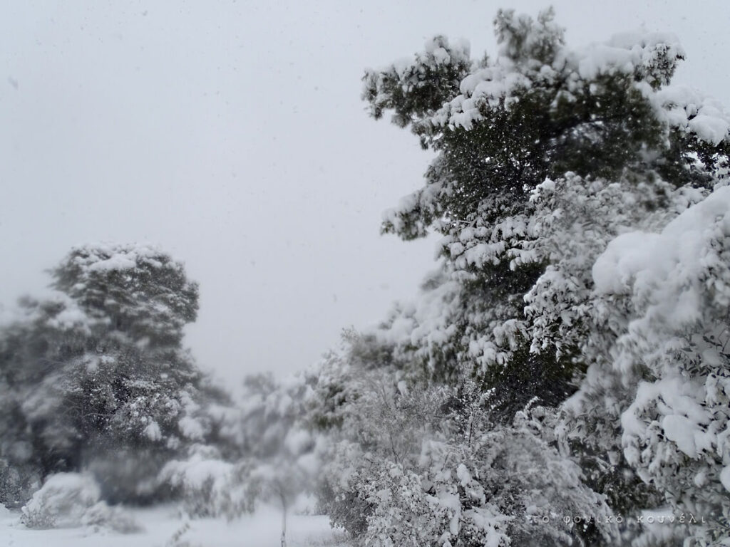 Χιόνια στα προάστια της Αθήνας, χιόνια και στο Μαγικό Βουνό. Από το Φονικό Κουνέλι
