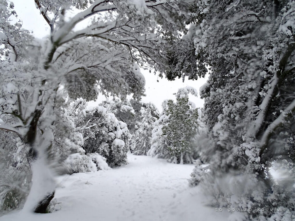 Χιονισμένο δάσος, Αθήνα Φλεβάρης 21 / Snowy winter forest, Athens 21. Από το Φονικό Κουνέλι