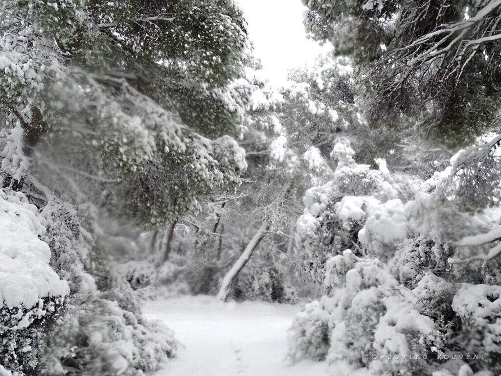 Χιονισμένο δάσος, Αθήνα Φλεβάρης 21 / Snowy winter forest, Athens 21. Από το Φονικό Κουνέλι