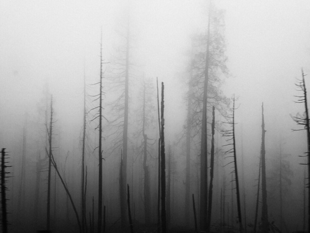 Καμμένο δάσος / Burnt forest