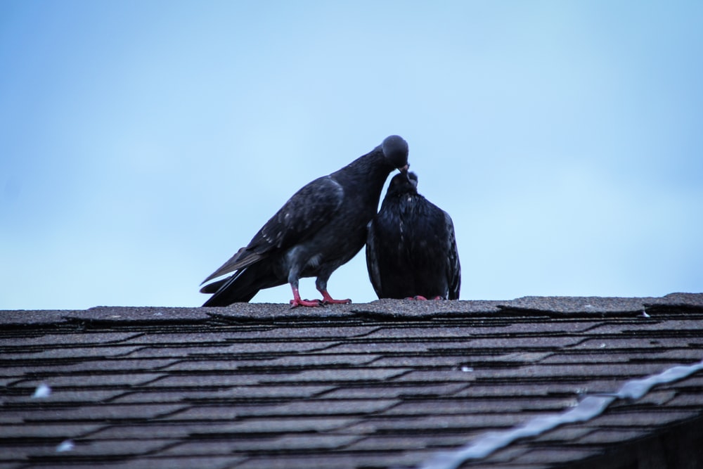 Δυο περιστέρια σε στέγη / Two loving pigeons