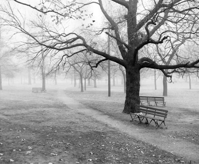 Πάρκο στην ομίχλη / Foggy Park