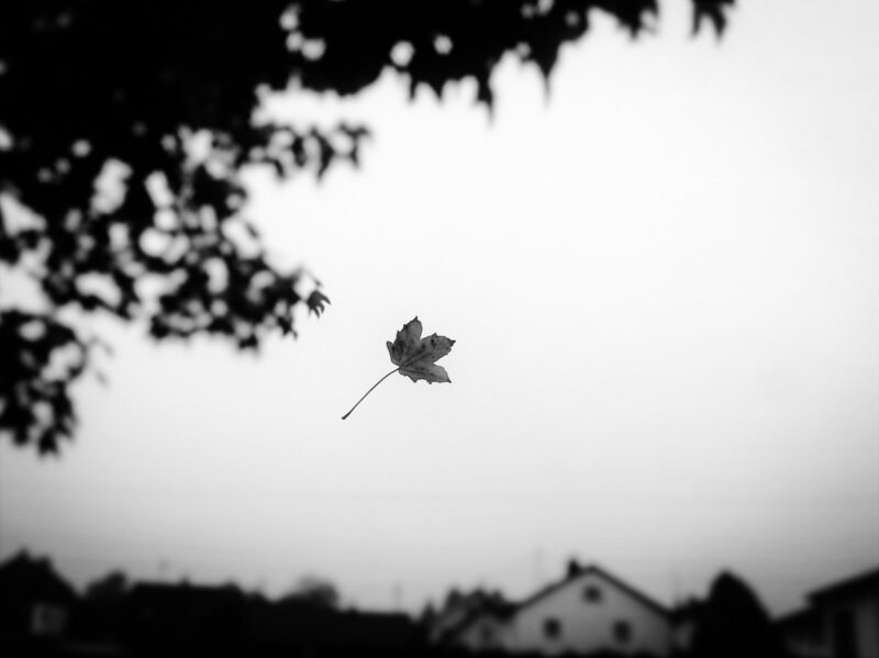 Φύλλο που πέφτει από δέντρο / Autumn leaf falling