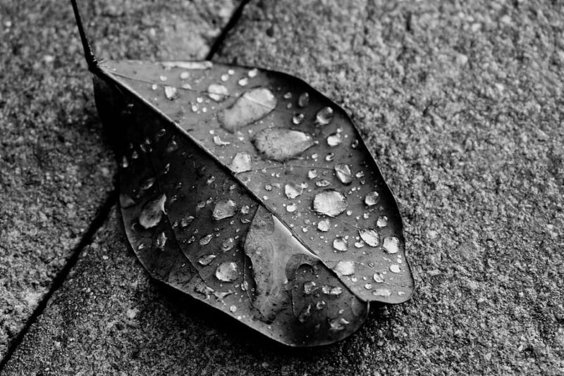 Φύλλο μετά τη βροχή / Black and white leaf after the rain
