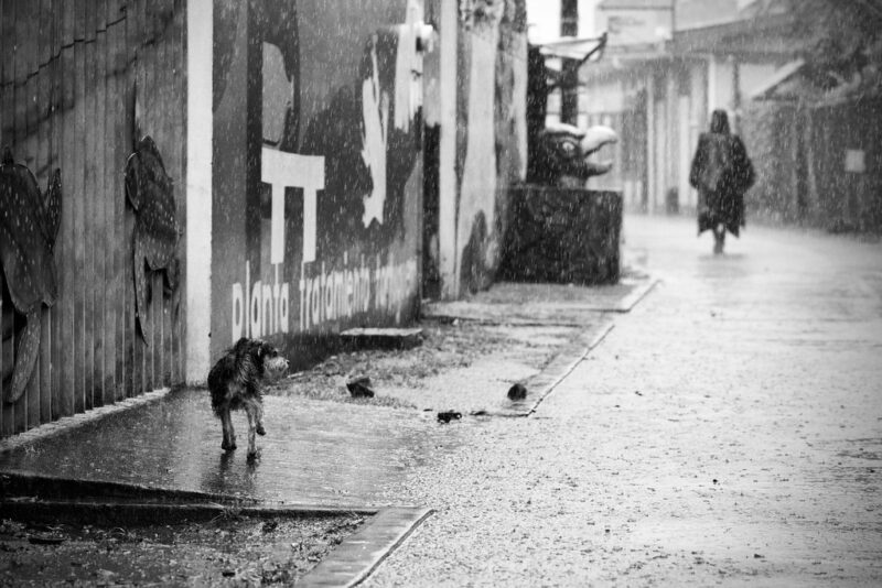 Rain Dogs, Photo by Ted Fristrom