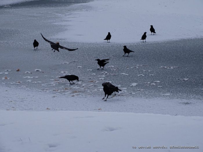 Κοράκια σε παγωμένη έκταση στη Βαυαρία / Crows on ice in a field of Bavaria